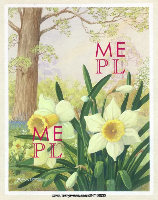  : Daffodils with tree and bluebells