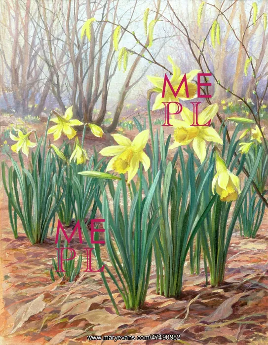  : Daffodils - in woodland with catkins