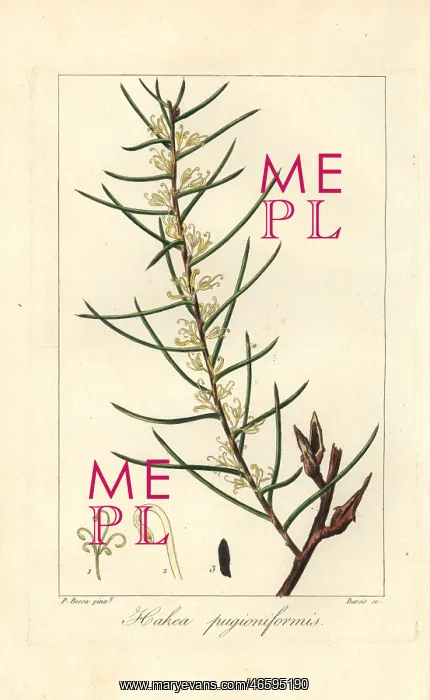 : Dagger hakea, Hakea teretifolia : Dagger hakea, Hakea teretifolia