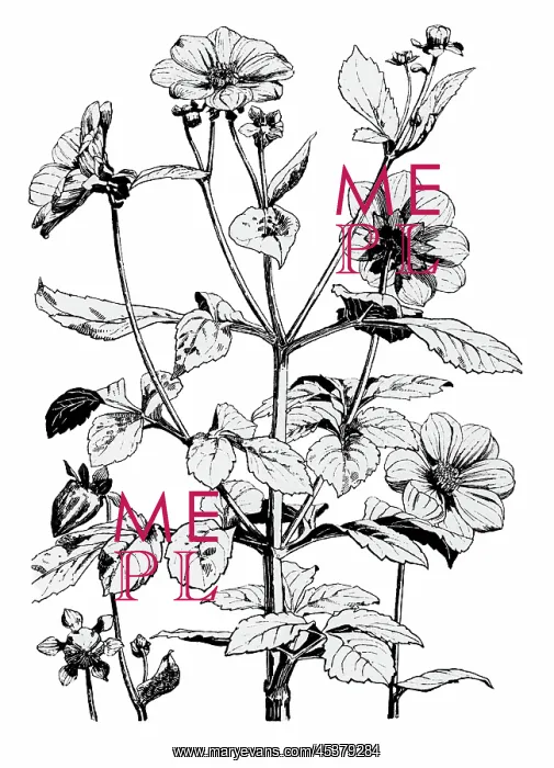 : Dahlia. Studies in plant form with suggestions for their application to design : Dahlia. Studies in plant form with suggestions for their application to design