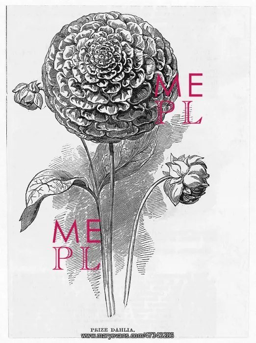  : DAHLIA. Prize Dahlia