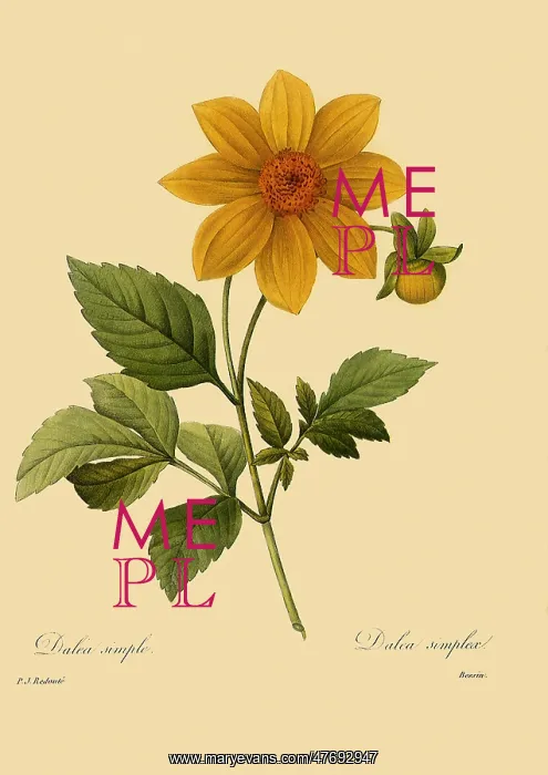 : Dahlia : Dahlia