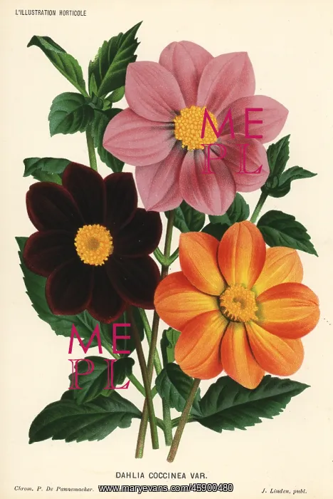: Dahlia coccinea varieties : Dahlia coccinea varieties