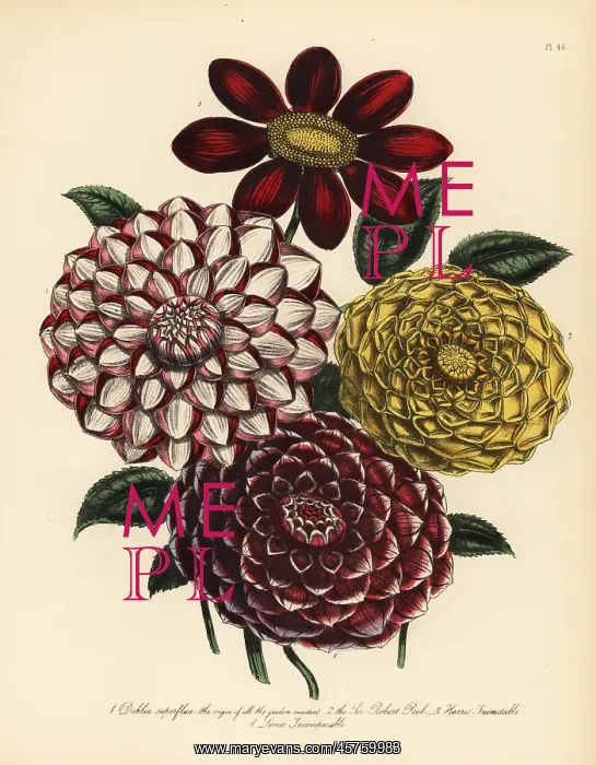 : Dahlia varieties : Dahlia varieties