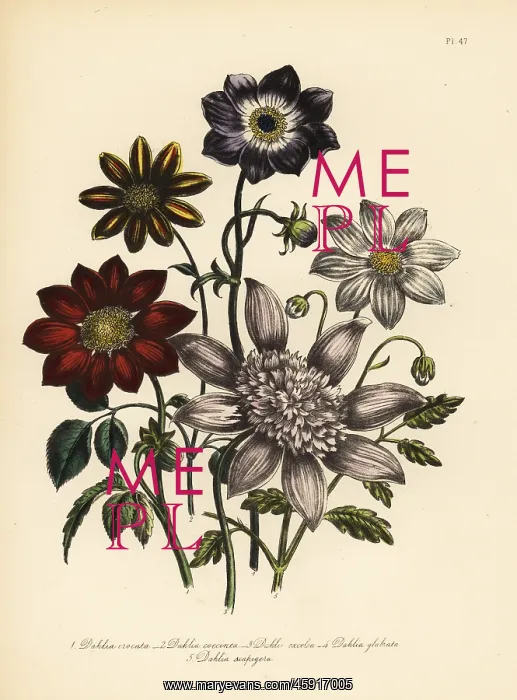 : Dahlia varieties : Dahlia varieties