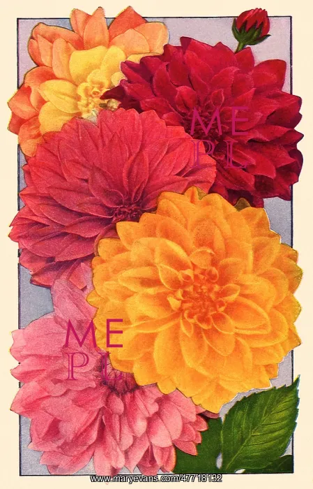  : Five Dahlias