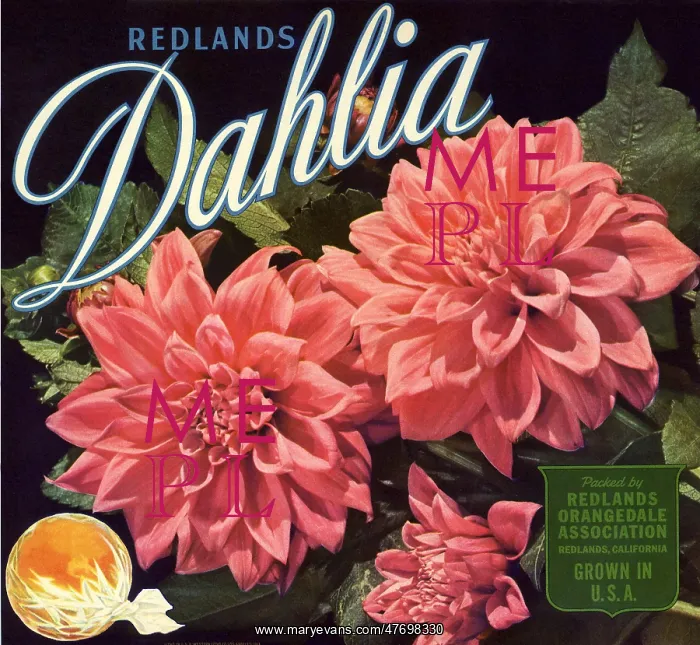  : Dahlias Fruit Label