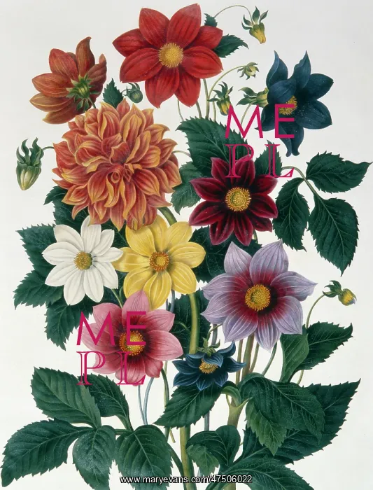 : Dahlias ' orange, pink, yellow etc : Dahlias ' orange, pink, yellow etc