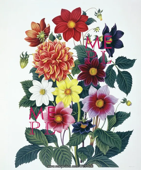 : Dahlias sp : Dahlias sp