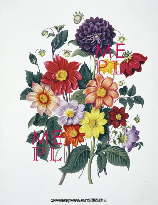 : Dahlias sp : Dahlias sp