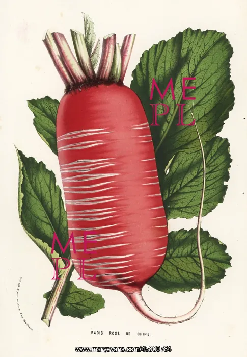 : Daikon or Chinese radish, Raphanus sativus : Daikon or Chinese radish, Raphanus sativus