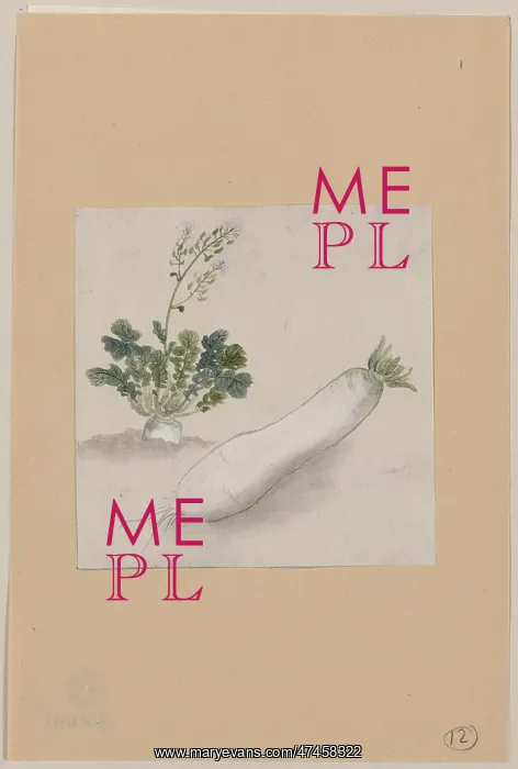 : Daikon radish with plant growing in the background : Daikon radish with plant growing in the background