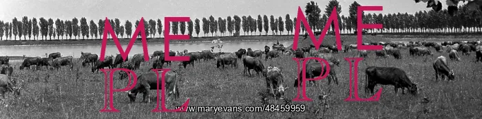 : Dairy cattle, 1972 : Dairy cattle, 1972
