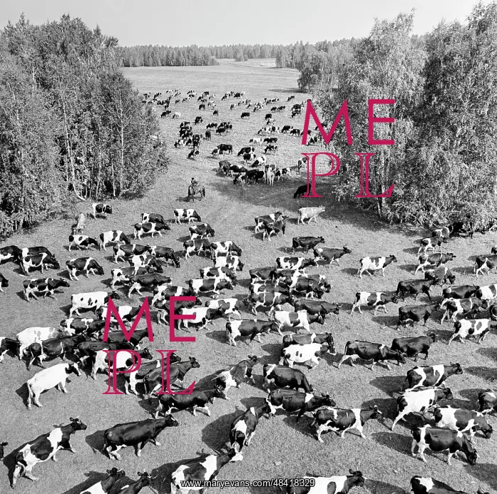 : Dairy cattle, 1975 : Dairy cattle, 1975