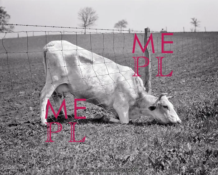 : Dairy Cow Bending Kneeling Head Stretched Underneath : Dairy Cow Bending Kneeling Head Stretched Underneath
