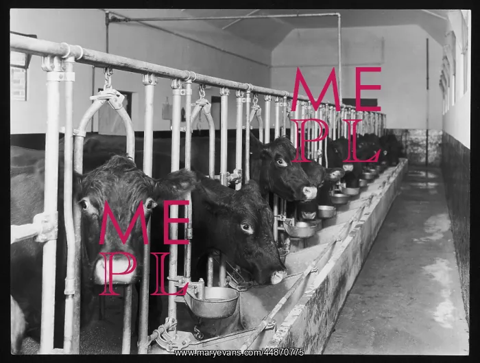 : DAIRY COWS / FEEDING TIME : DAIRY COWS / FEEDING TIME