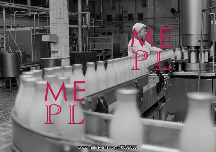 : Dairy Factory : Dairy Factory