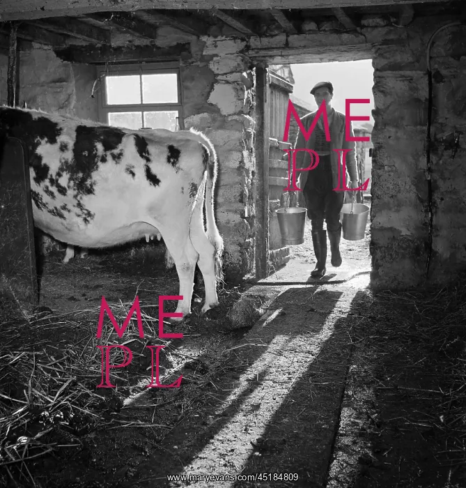 : Dairy Farm In Cumbria : Dairy Farm In Cumbria