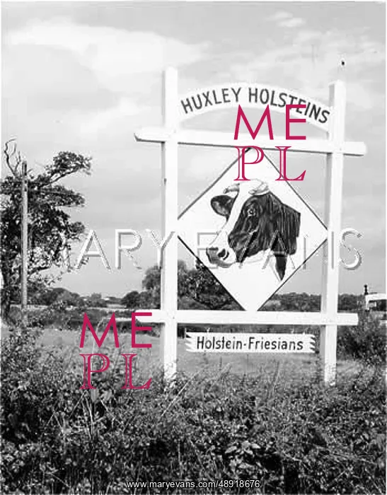 : DAIRY FARM SIGN : DAIRY FARM SIGN
