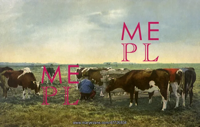  : Dairy Farmer and Cows