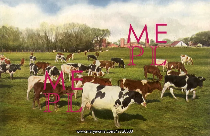  : Dairy Ranch. Turlock