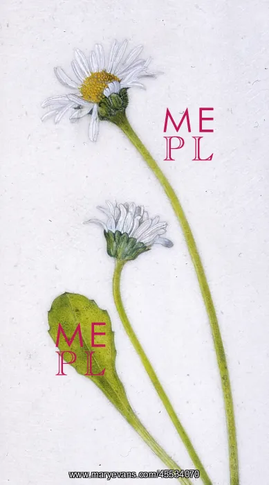  : Daisies. Two daisies (Bellis Perennis)