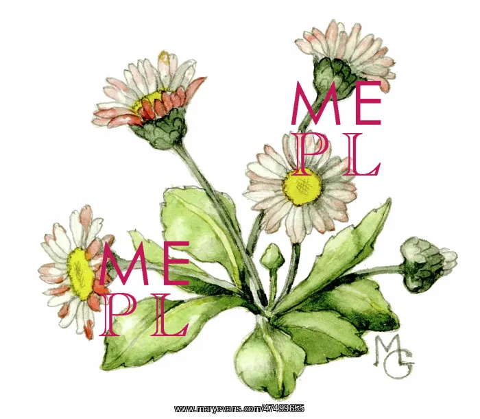  : Daisies