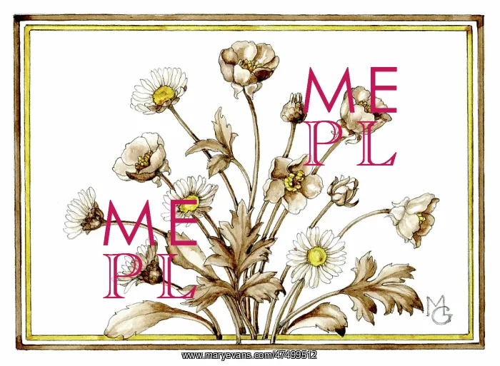 : Daisies and buttercups : Daisies and buttercups