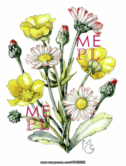  : Daisies and buttercups