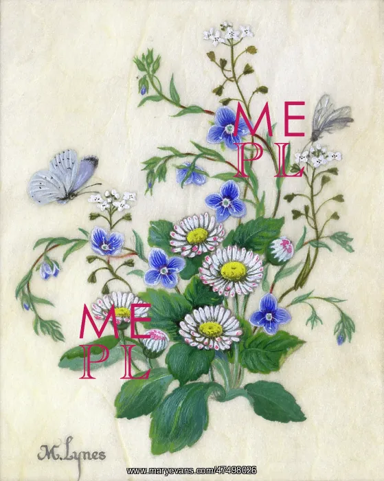 : Daisies and butterfly : Daisies and butterfly