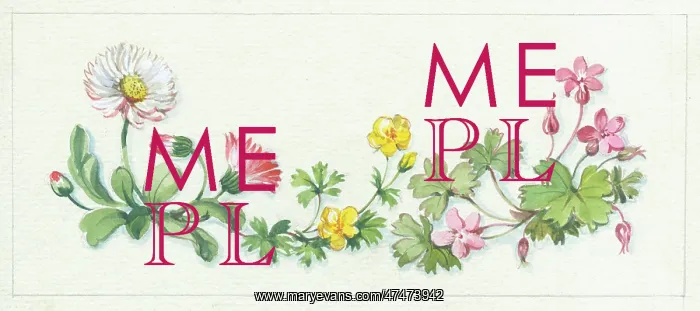  : Daisies, herb robert and potentilla