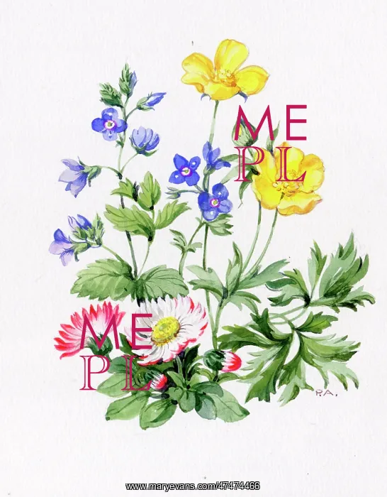  : Daisies, veronica and buttercups