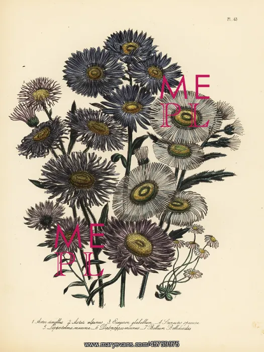 : Daisy or Aster species : Daisy or Aster species