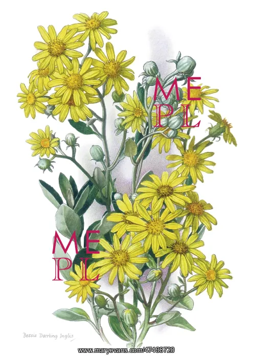  : Daisy Bush ? senecio greyi