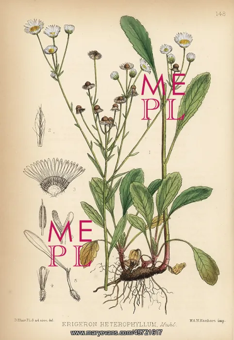 : Daisy fleabane or sweet scabious, Erigeron heterophyllus : Daisy fleabane or sweet scabious, Erigeron heterophyllus