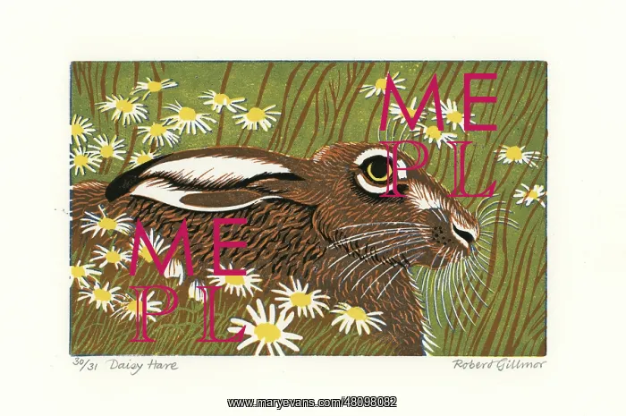 : Daisy Hare : Daisy Hare