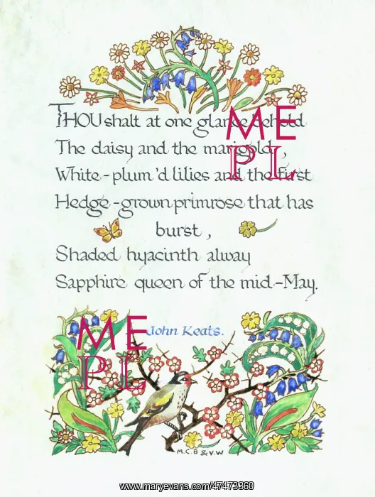  : The daisy and the marigold