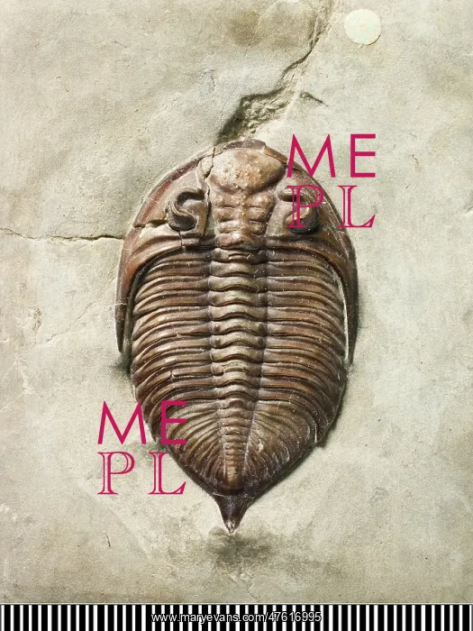 : Dalmanites, a fossil trilobite : Dalmanites, a fossil trilobite