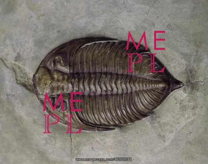 : Dalmanites myops, trilobite : Dalmanites myops, trilobite