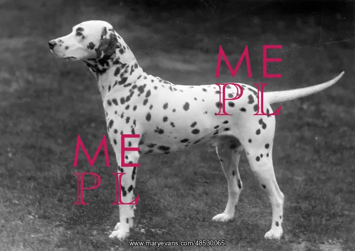  : DALMATIAN / 1930