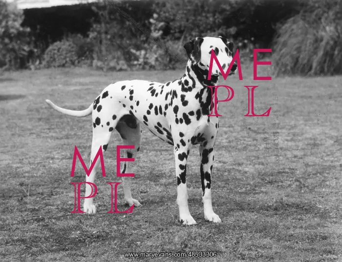  : DALMATIAN 1977