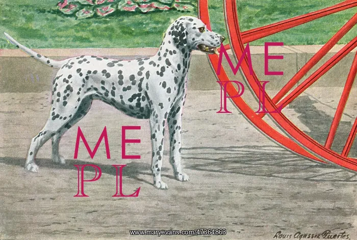 : DALMATIAN BY COACH WHEEL : DALMATIAN BY COACH WHEEL