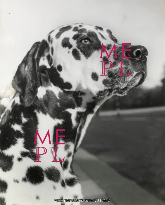  : Dalmatian dog looking up