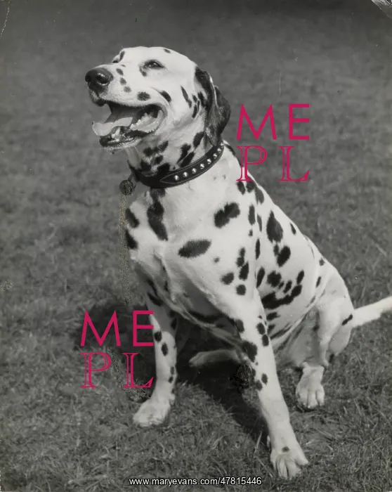  : Dalmatian dog sitting on grass