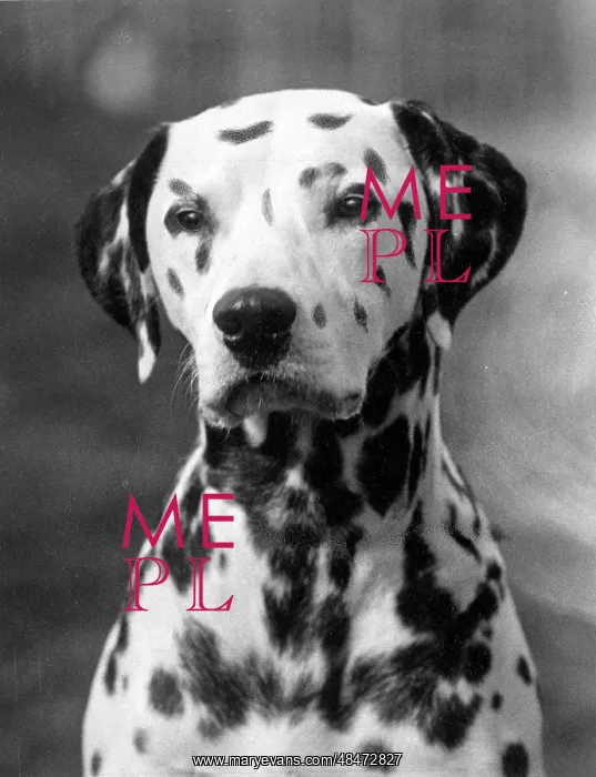  : DALMATIAN / GEORGE / RIVER