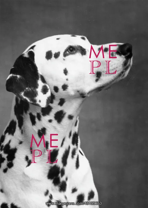  : DALMATIAN / HEAD / 1962