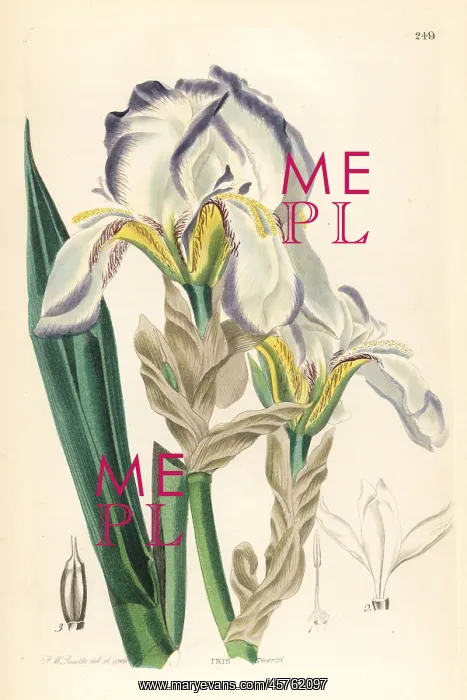 : Dalmatian iris or sweet iris, Iris pallida : Dalmatian iris or sweet iris, Iris pallida