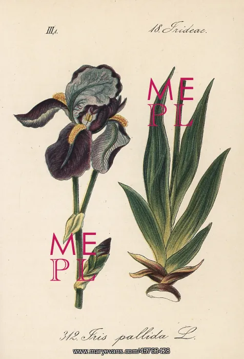 : Dalmatian iris or sweet iris, Iris pallida : Dalmatian iris or sweet iris, Iris pallida