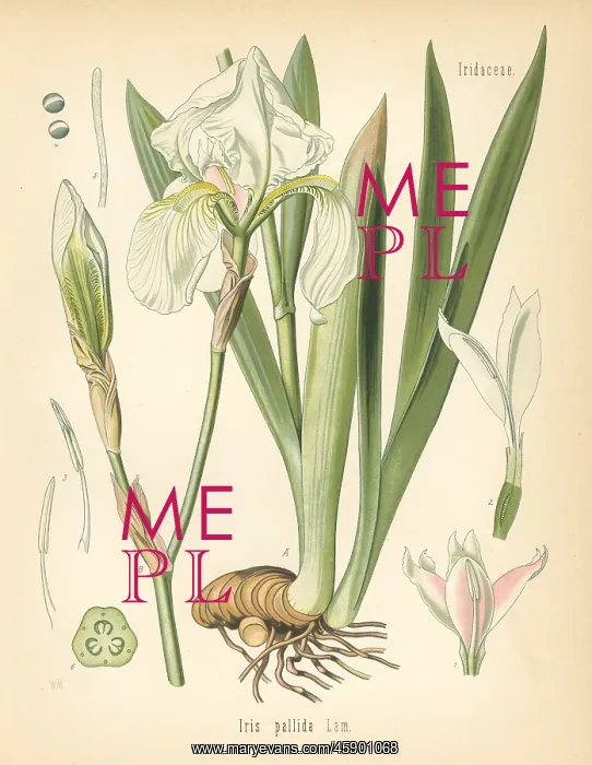 : Dalmatian iris or sweet iris, Iris pallida : Dalmatian iris or sweet iris, Iris pallida