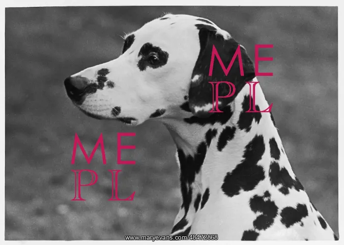 : Dalmatian - Josephine - 1952 : Dalmatian - Josephine - 1952